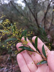 Acacia lunata