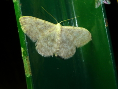 Scopula alba