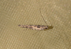 Batrachedra praeangusta