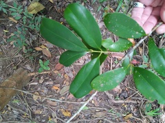 Syzygium papyraceum