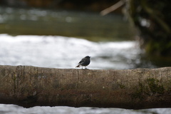 Phoenicurus fuliginosus