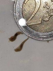Glossiphoniidae