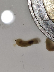 Glossiphoniidae