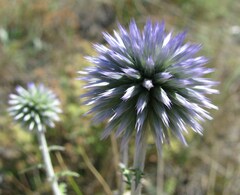 Echinops ritro ruthenicus