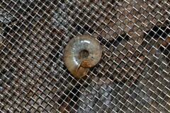 Aegopinella nitidula