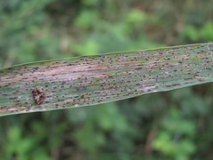 Phyllachora graminis