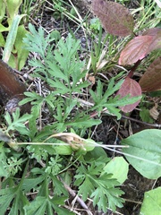 Artemisia sieversiana