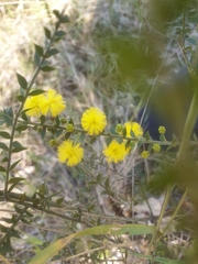 Acacia amblygona