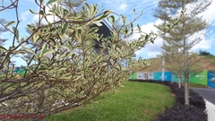 Terminalia molinetii