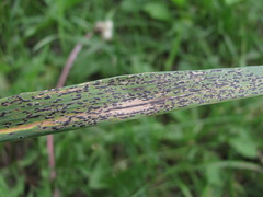 Phyllachora graminis