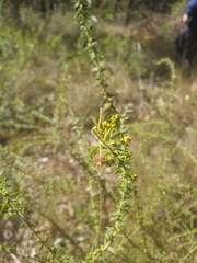 Acacia amblygona