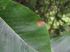 Ascochyta asclepiadearum