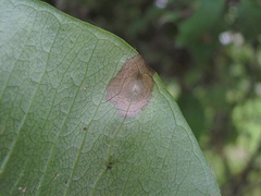 Ascochyta asclepiadearum