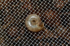 Aegopinella nitidula