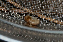 Aegopinella nitidula