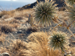 Echinops spinosissimus