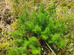 Meum athamanticum