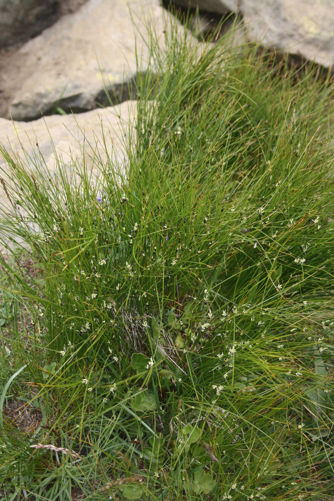 Oreojuncus