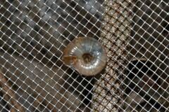 Aegopinella nitidula