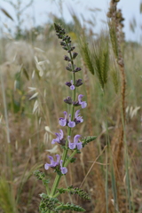 Salvia virgata