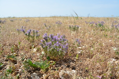 Clinopodium suaveolens