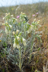 Onosma echioides