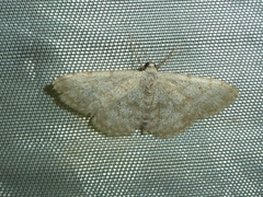 Scopula alba