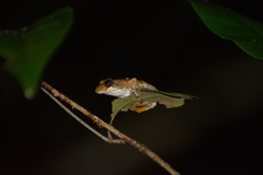 Kurixalus baliogaster