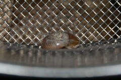 Aegopinella nitidula