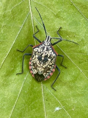 Atelocera