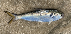 Chinese Gizzard Shad photo 4