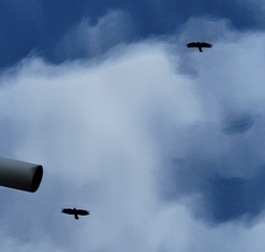 Pyrrhocorax pyrrhocorax