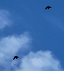 Pyrrhocorax pyrrhocorax