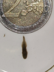 Glossiphoniidae