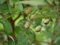 Lagerstroemia parviflora