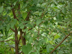 Lagerstroemia parviflora
