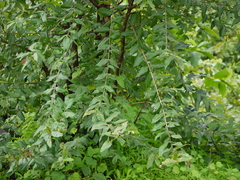 Lagerstroemia parviflora