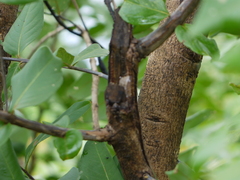 Lagerstroemia parviflora