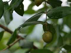 Lagerstroemia parviflora