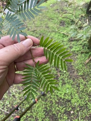Calliandra surinamensis