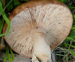 Rhodocybe lateritia