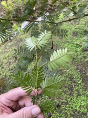 Calliandra surinamensis