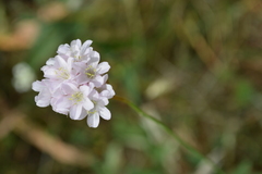 Armeria canescens