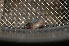 Aegopinella nitidula