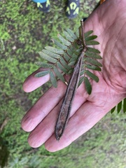 Calliandra surinamensis