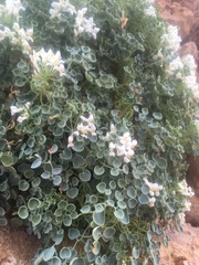 Sarcocapnos enneaphylla