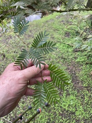 Calliandra surinamensis