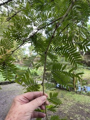 Calliandra surinamensis