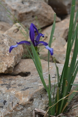 Iris sintenisii sintenisii