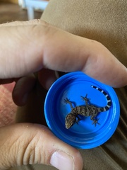 Pachydactylus weberi